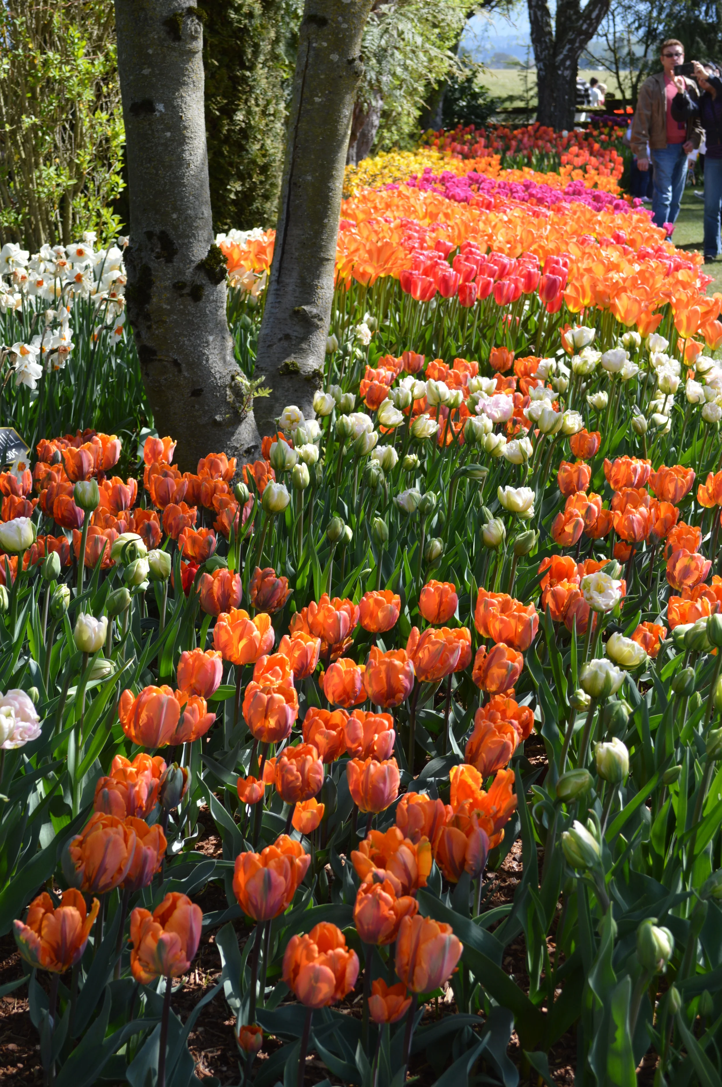 Now that's a colorful flower bed...