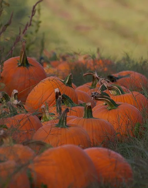 Pumpkin Cupcakes with Salted Caramel Icing...