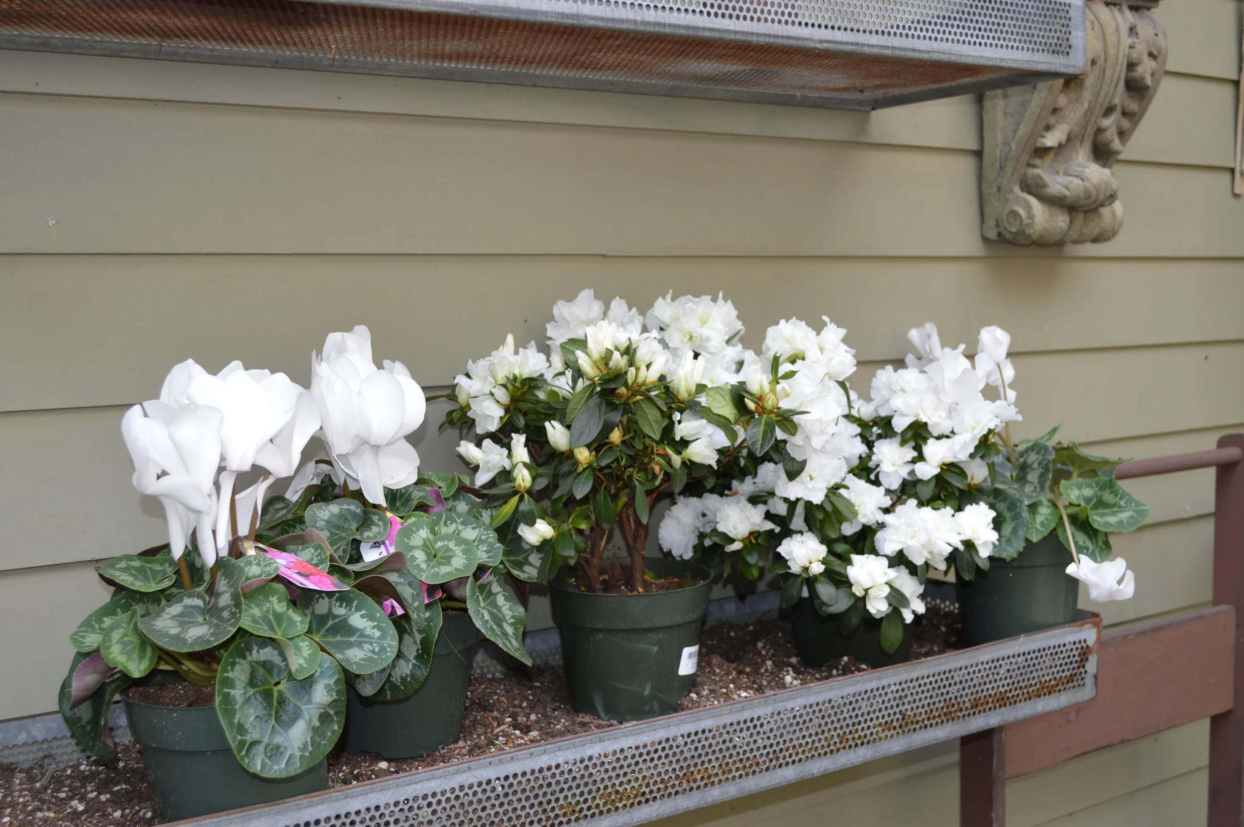 All white flowers are so pretty...