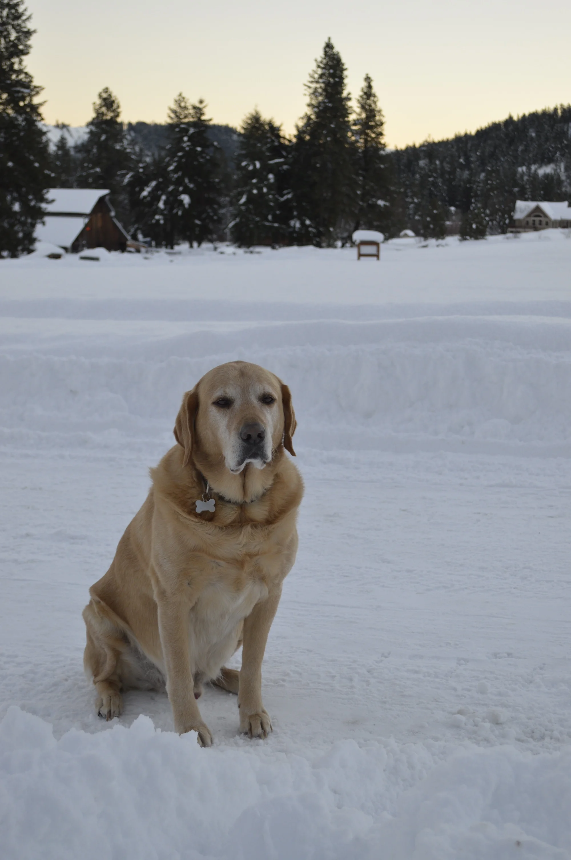 Oakley loves the snow...