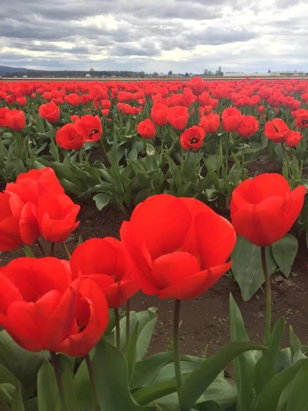 Tip toe through the tulips...