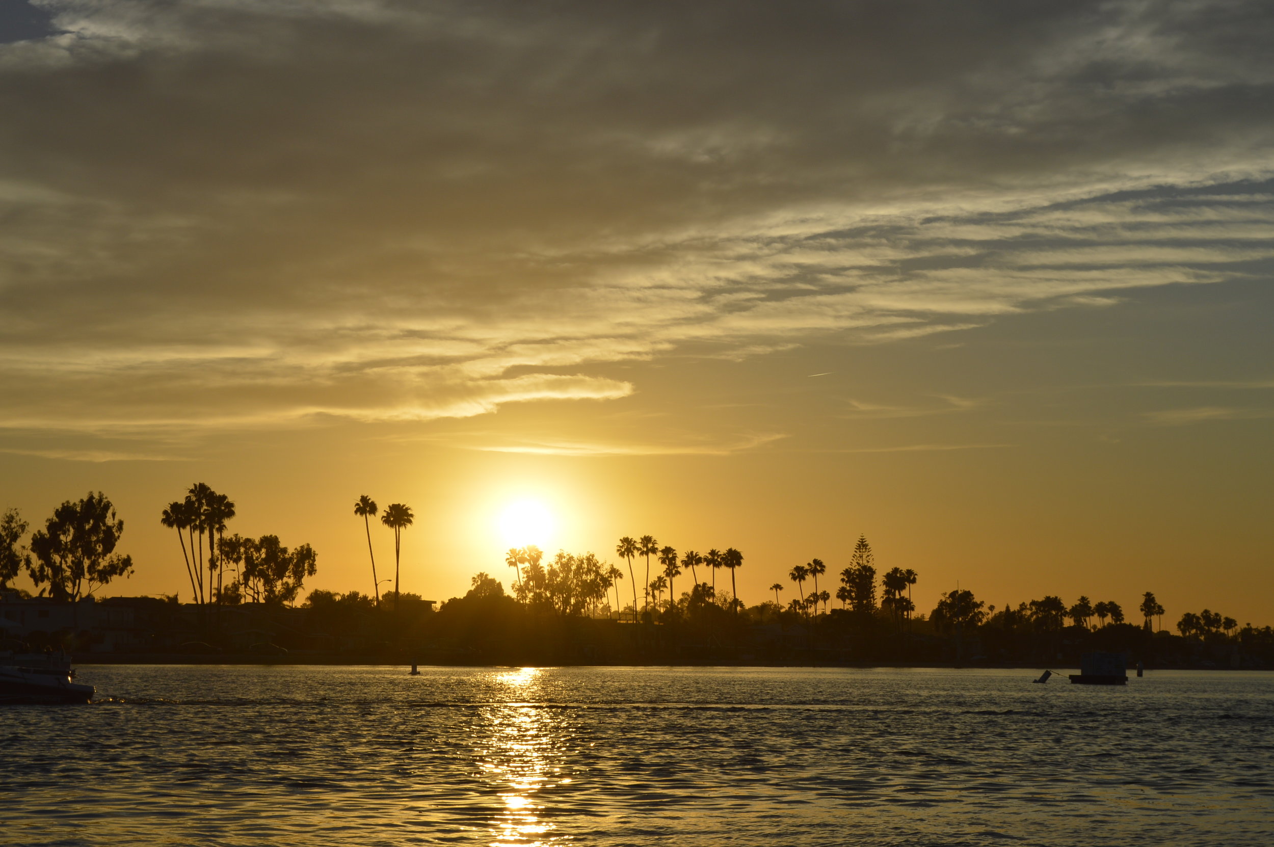 Love those palm trees...