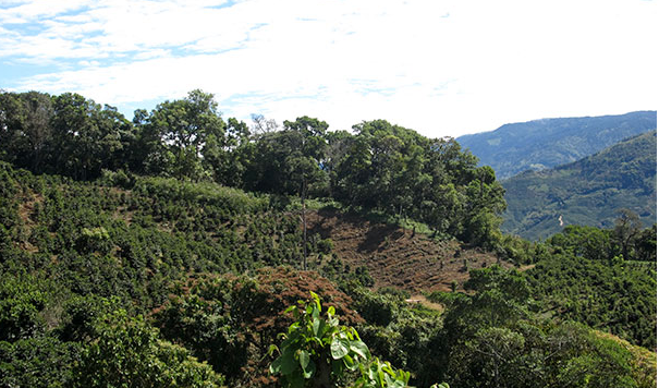 Coffee plantation