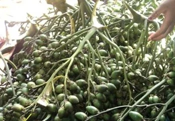 betelnut.jpg