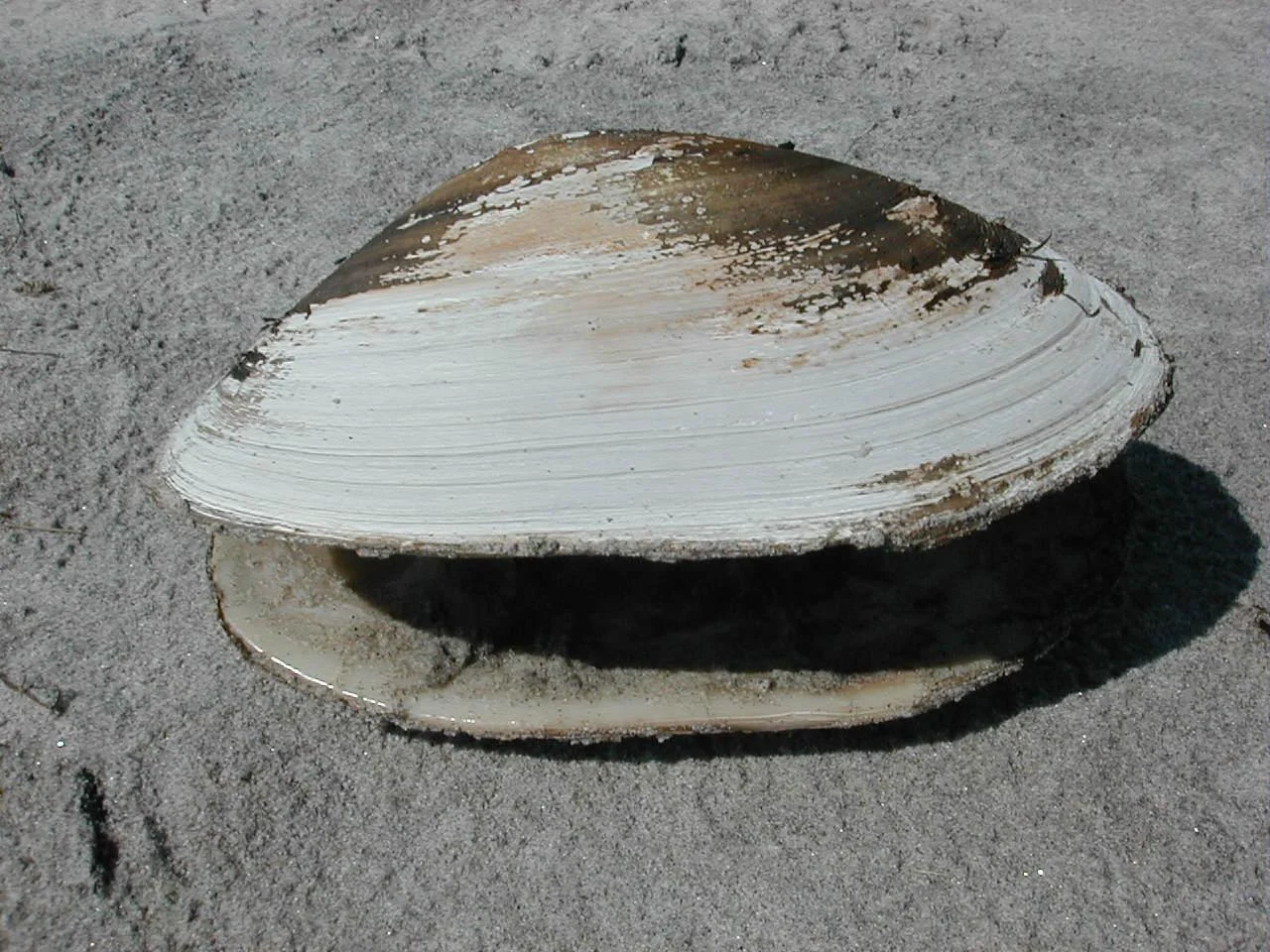 Father & Daughter Plead Guilty to Clam Smuggling