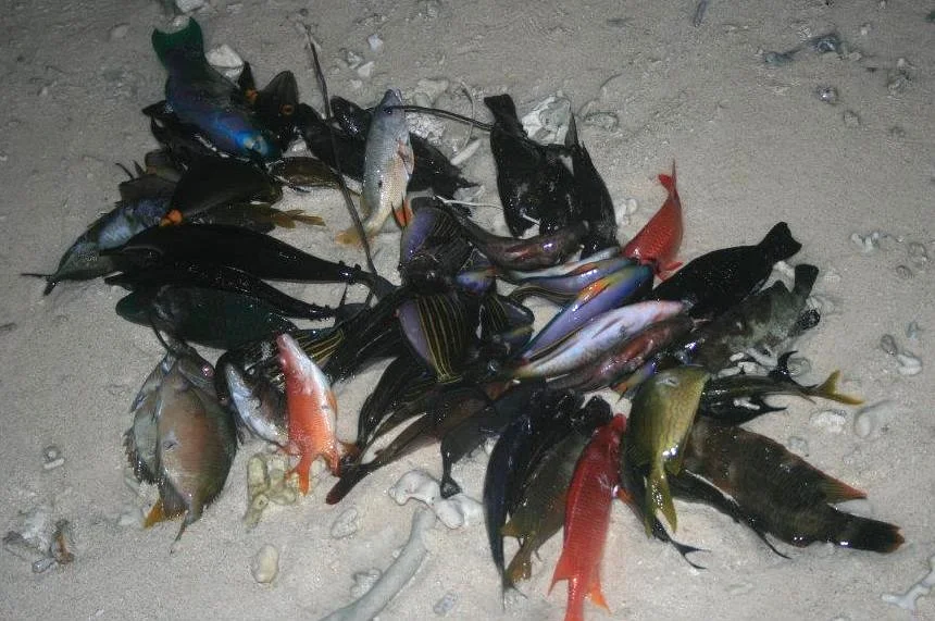 Palau Hopes Fishing Ban Will Draw Tourists