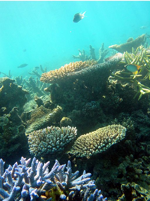 DOI to Give $300,000 to Protect Coral Reefs  