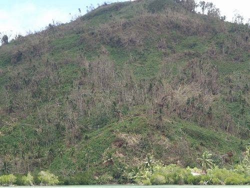 Most trees throughout the islands have been destroyed by Maysak's strong winds. (photo by: Takayuki Suenaga)