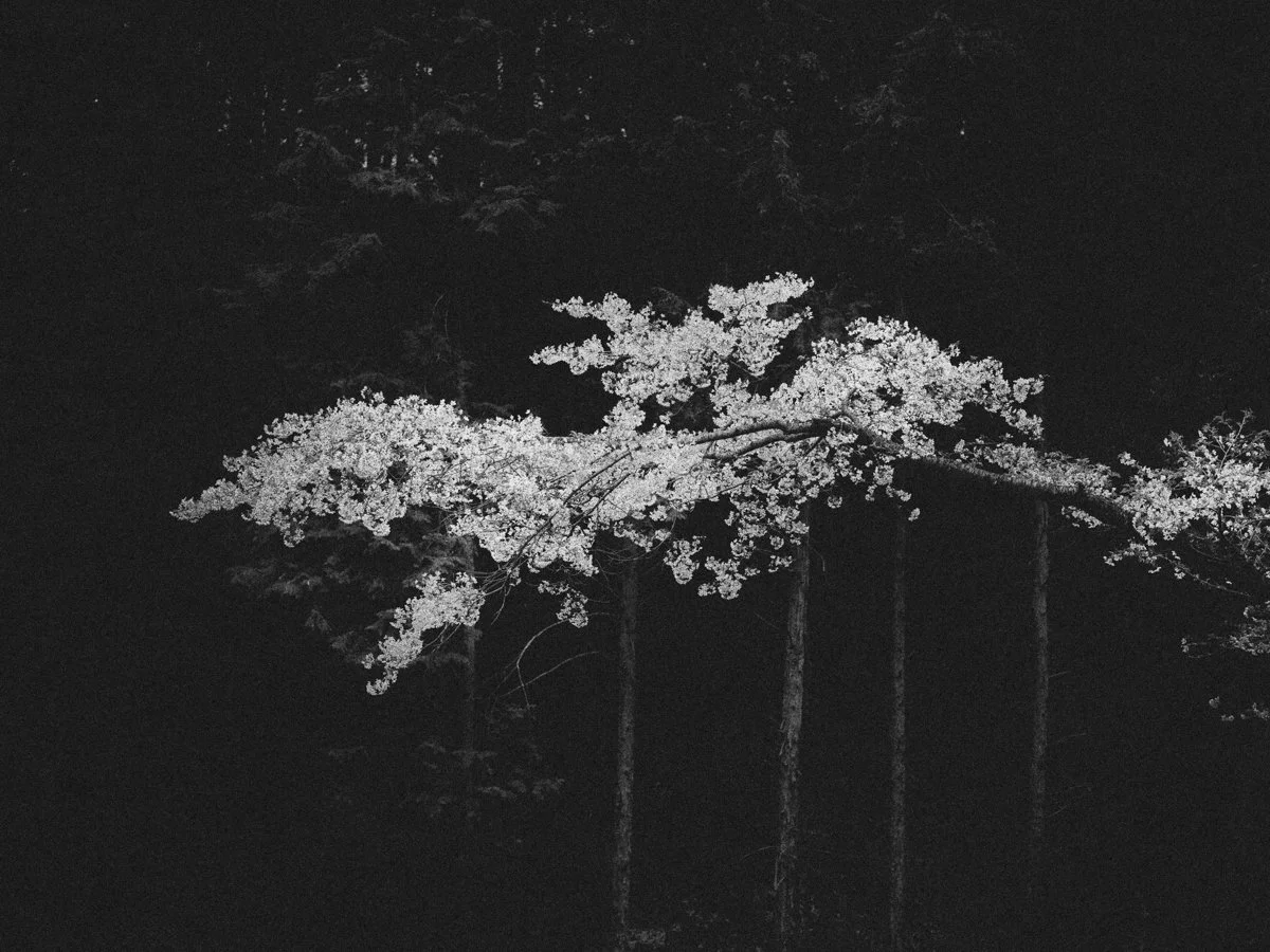 2026_HENRO_SAKURA_Low Res © Bastiaan Woudt.jpeg