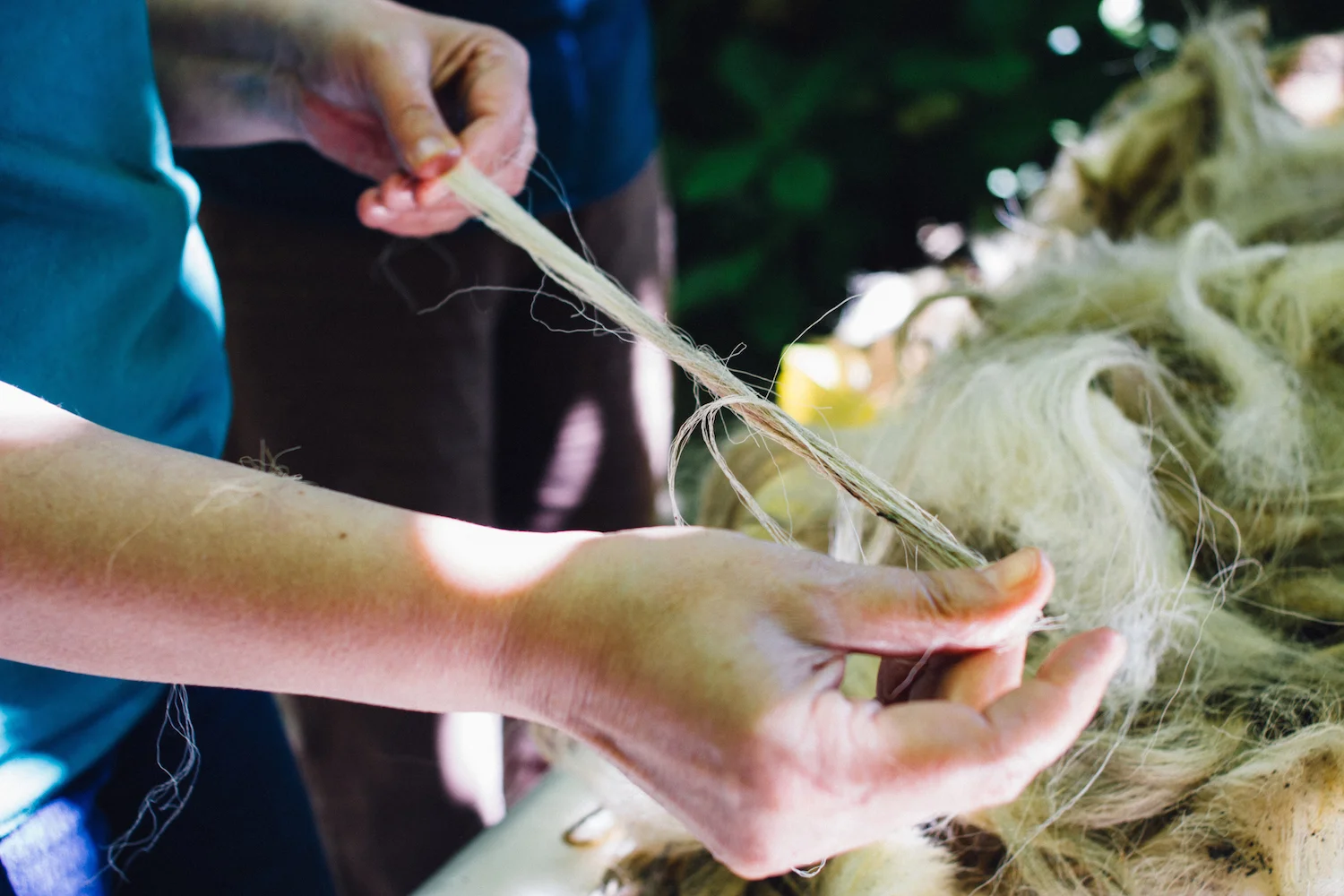 A Isabel a segurar uma pequena amostra da Churra Badana. / Isabel holding a small sample of the Churra Badana, one of the longwool breeds we have.