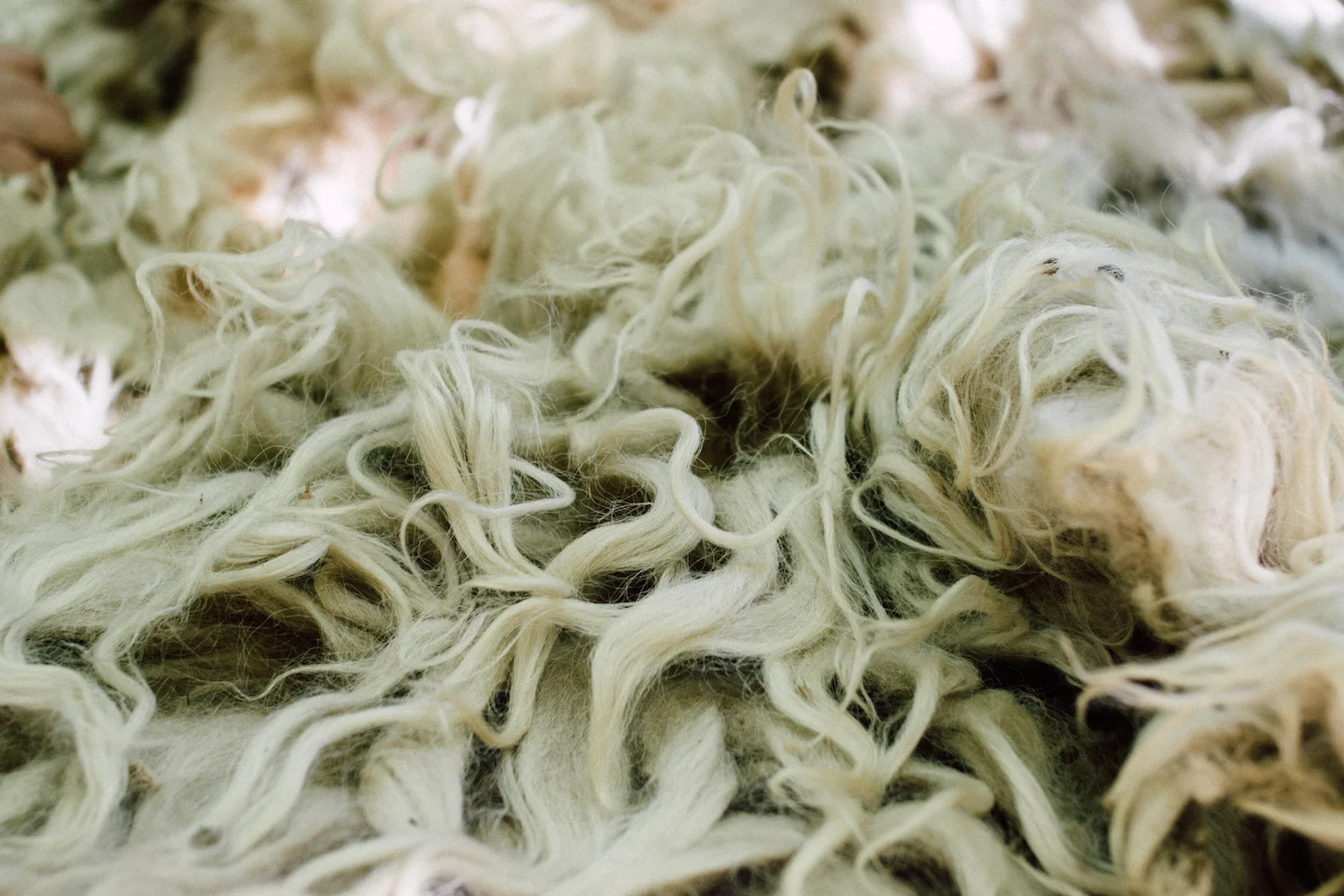 O velo da Churra Galega Mirandesa, que bem se destacou entre todas as outras churras que nos chegaram. / The fleece from the Churra Galega Mirandesa breed, that stuck out from all the other churras we got.