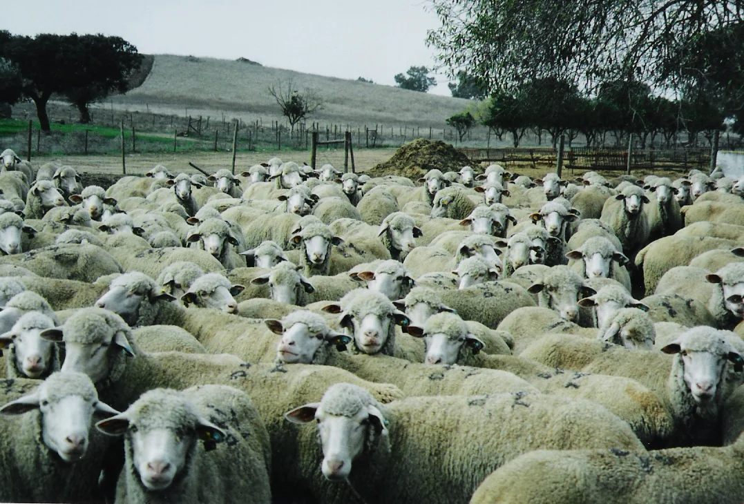 Imagem: Ancorme, via Ruralbit ;