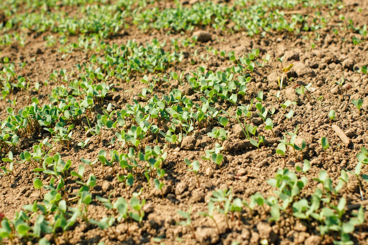 Rebentos de Linho Galego aproximadamente 1 semana após a sementeira - 30 de Abril 2016; / Our flax sprouting approximately 1 week after sowing 30 of April 2016;