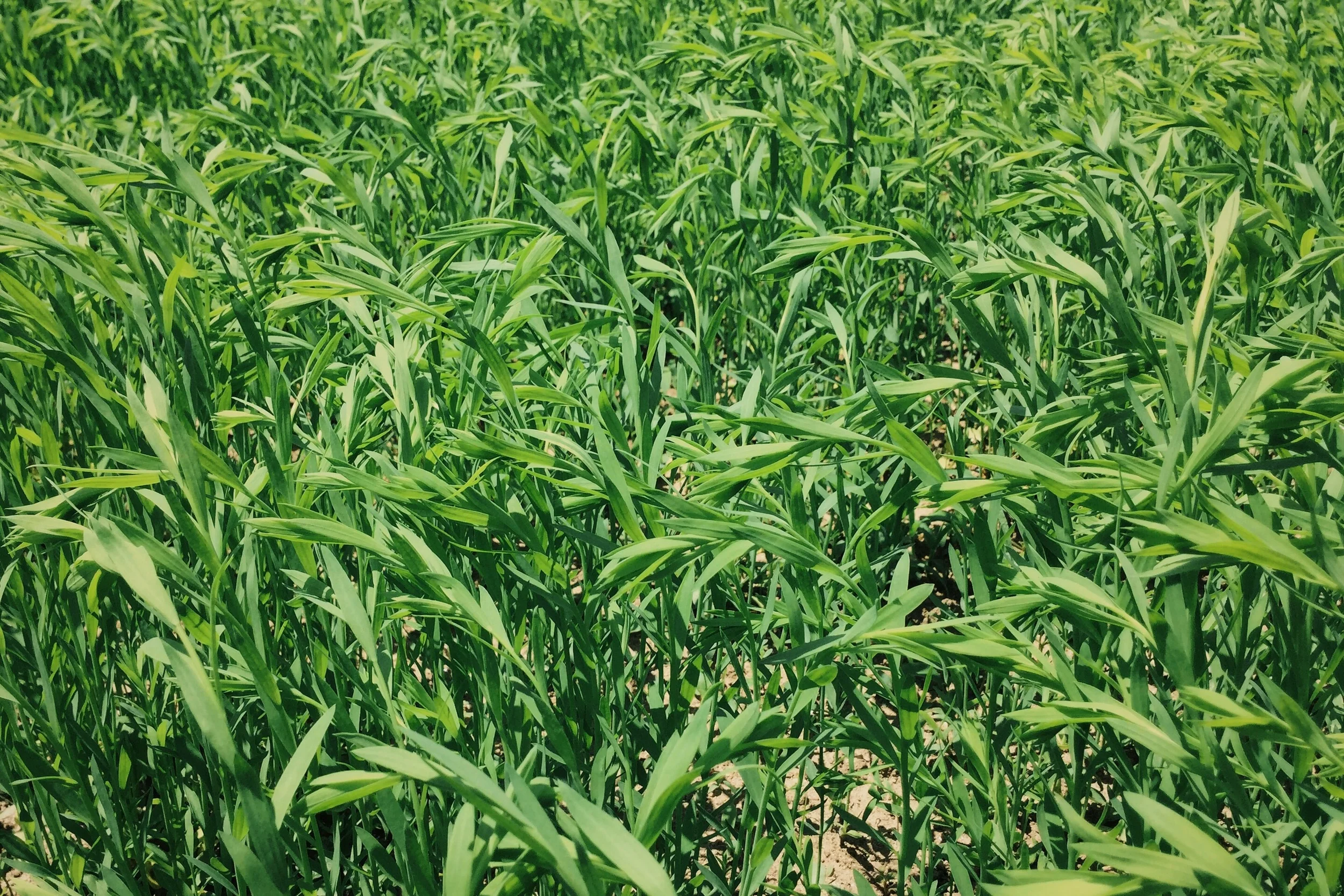 Linho galego - 19 Maio 2016; / Flax field- 19 May 2016; 
