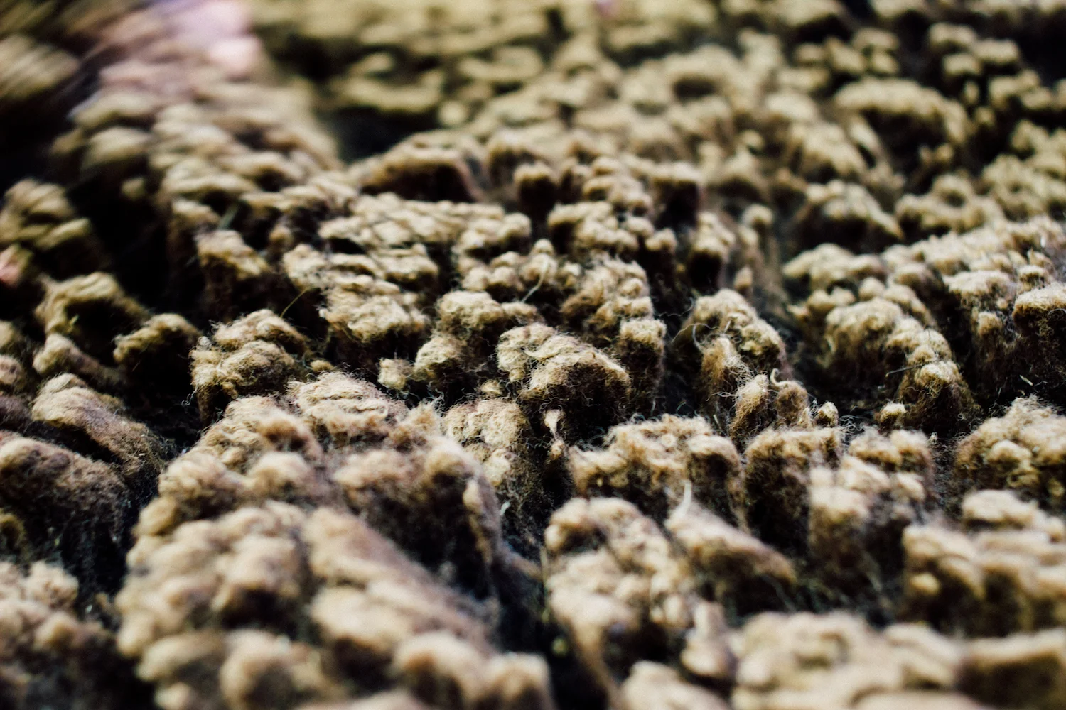 Velo de raça Merina Preta; Black merino fleece;