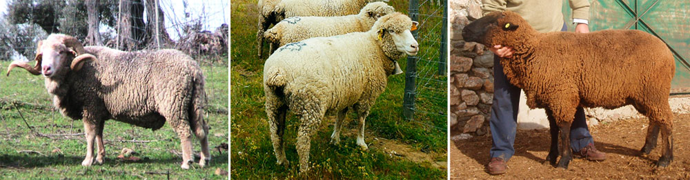 Ovinos de raça Merina da Beira Baixa, Merina Branca e Merina Preta. (Créditos fotográficos: Carlos Andrade, Carlos Bígares e Tiago Perloiro) / Merina da Beira Baixa, Merina Branca and Merina Preta are the three portuguese merino breeds.