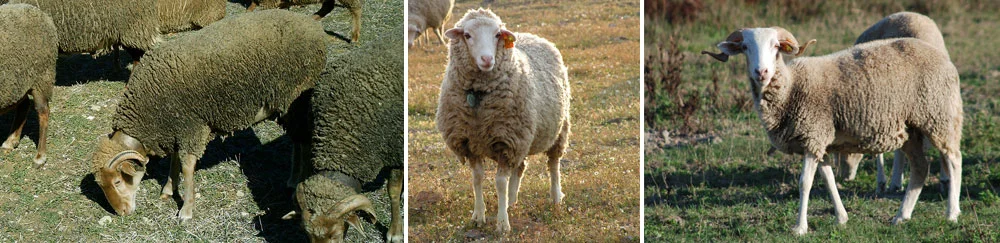 Ovinos de raça Saloia, Campaniça, e Serra da Estrela. (Créditos fotográficos: ACRO, João Madeira e Ruralbit). / Saloia, Campaniça and Serra da Estrela, a few example of bordaleira type breeds.
