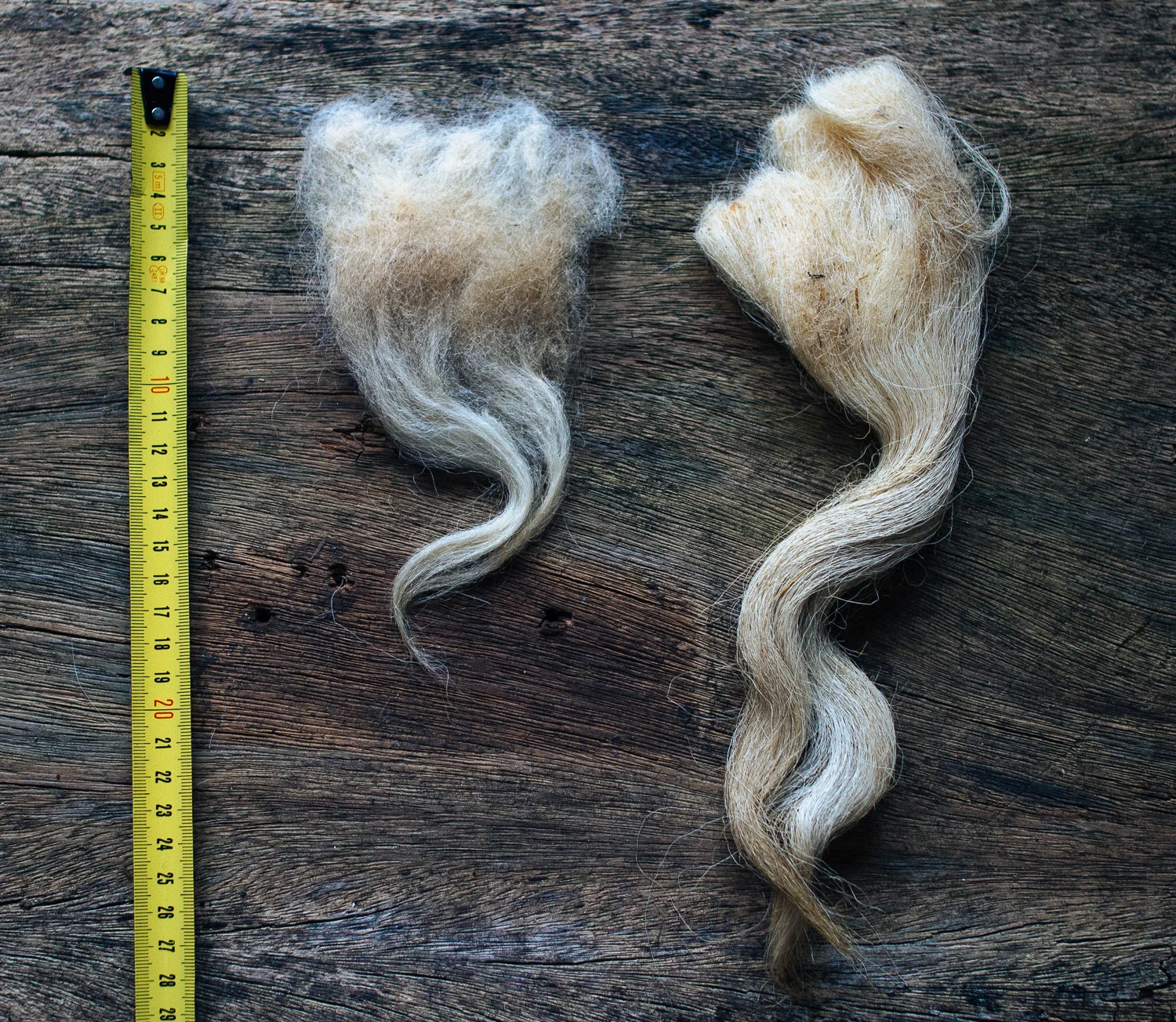 Madeixas de lã de Churra Galega Mirandesa e Churra Mondegueira; / Wool locks from Churra Galega Mirandesa and Churra Mondegueira;