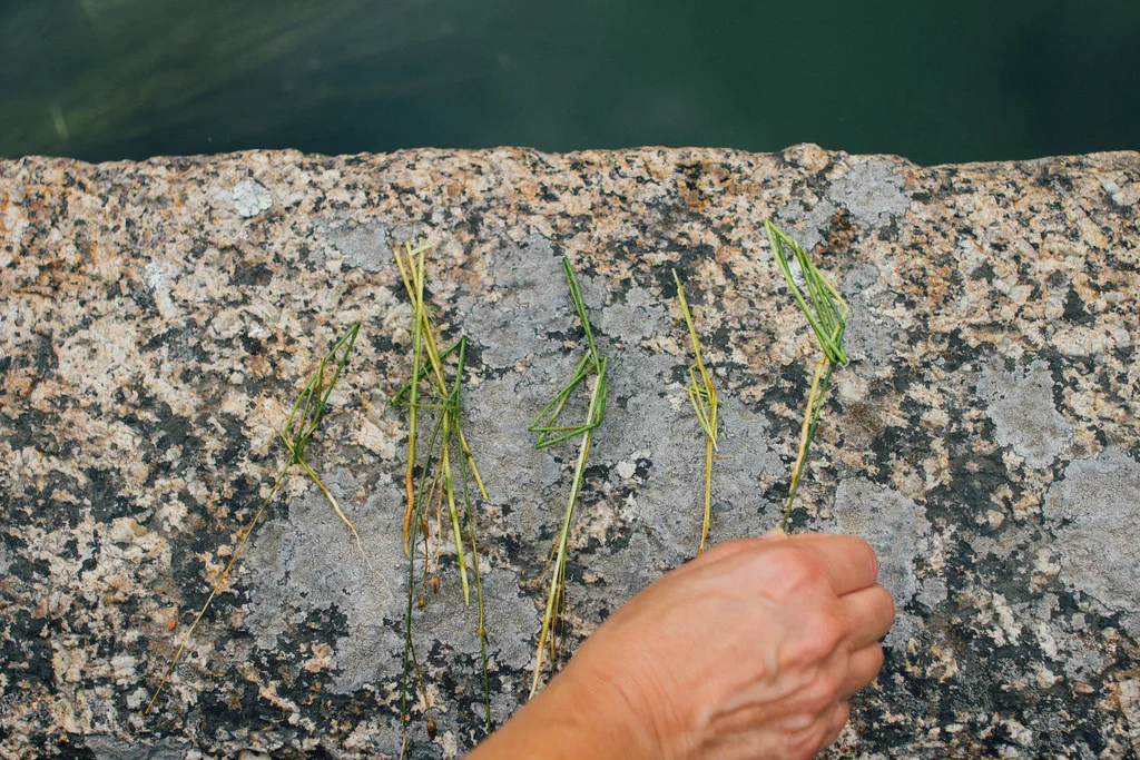 Cinco palhas retiradas ao acaso dos molhos que estavam há 6 dias no tanque. / Five stems randomly taken from the bunches that were submerged in the tank for the retting process.