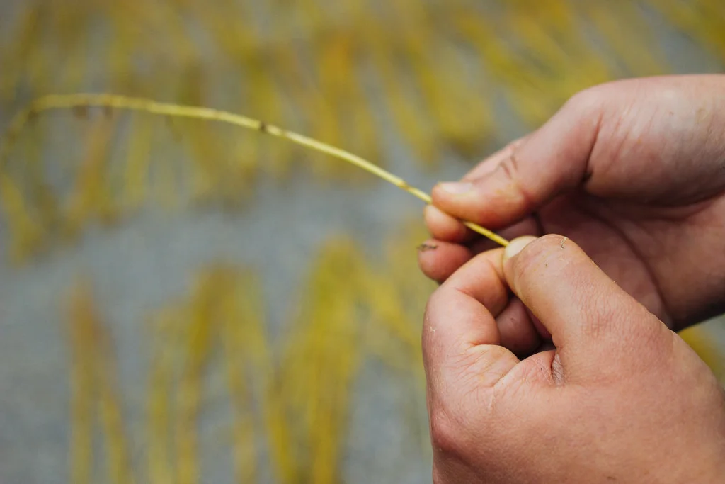 Colocamos os dedos na base de alguns caules que estejam no tanque e fazemo-los deslizar até ao topo. / We place our fingers on the bottom of the stalk and slide them up to the top.