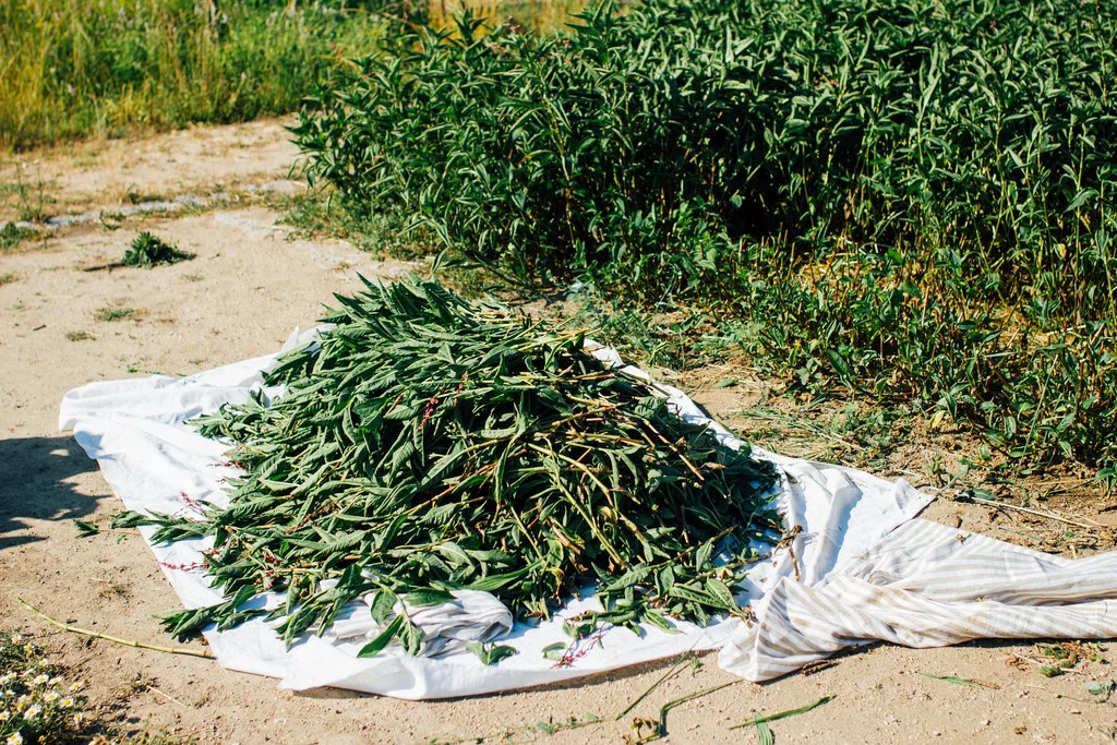 Colhendo os índigos japoneses / Harvesting the Japanese índigos