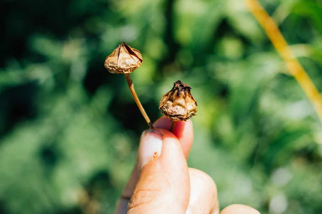 Colher sementes para o próximo ano. Estas são da coreopsis tinctoria / Keeping the seeds for the next year, these are Coreopsis tinctoria's seed pods