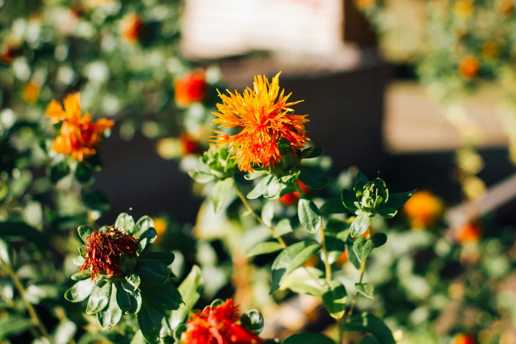 Açafroa / Safflower