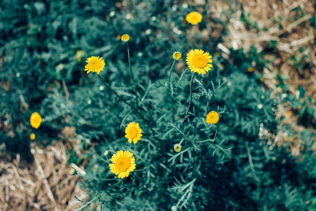 Camomila-dos-tintureiros / Dyer's Chamomile