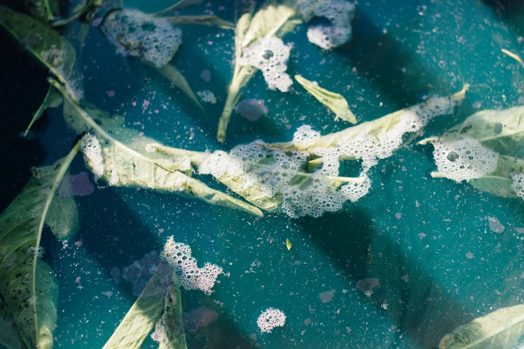 A experimentar fermentar as folhas frescas para precipitar o pigmento. / Experimenting with fermenting the fresh leaves to extract the pigment.