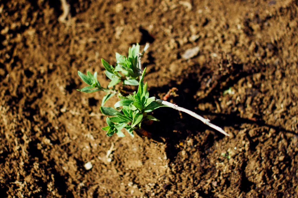 biohabitus-5.jpg