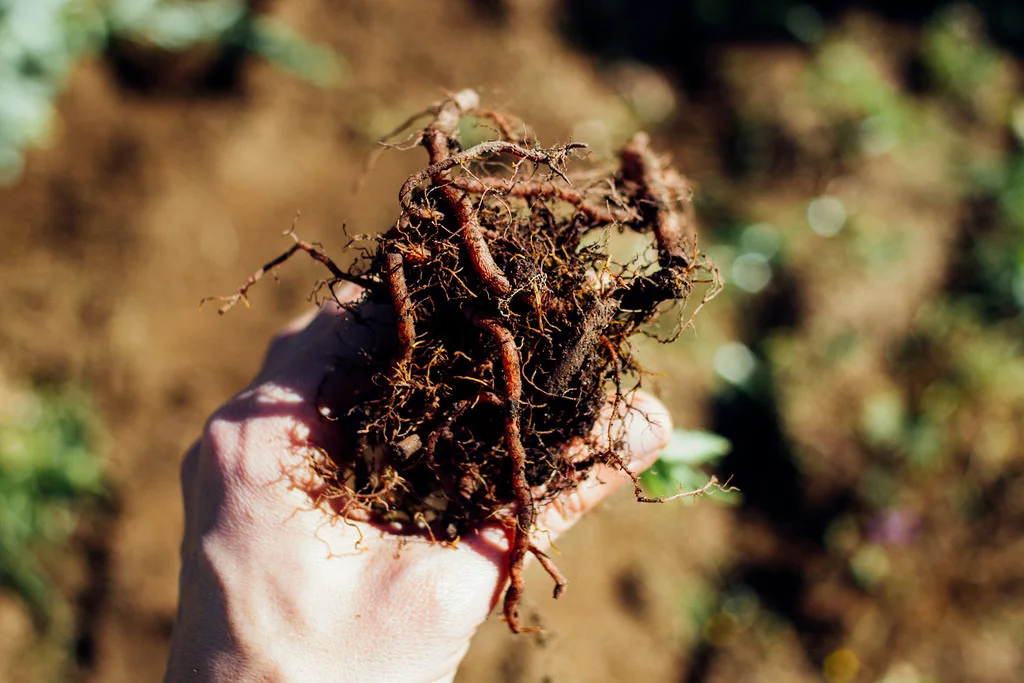 biohabitus-4.jpg