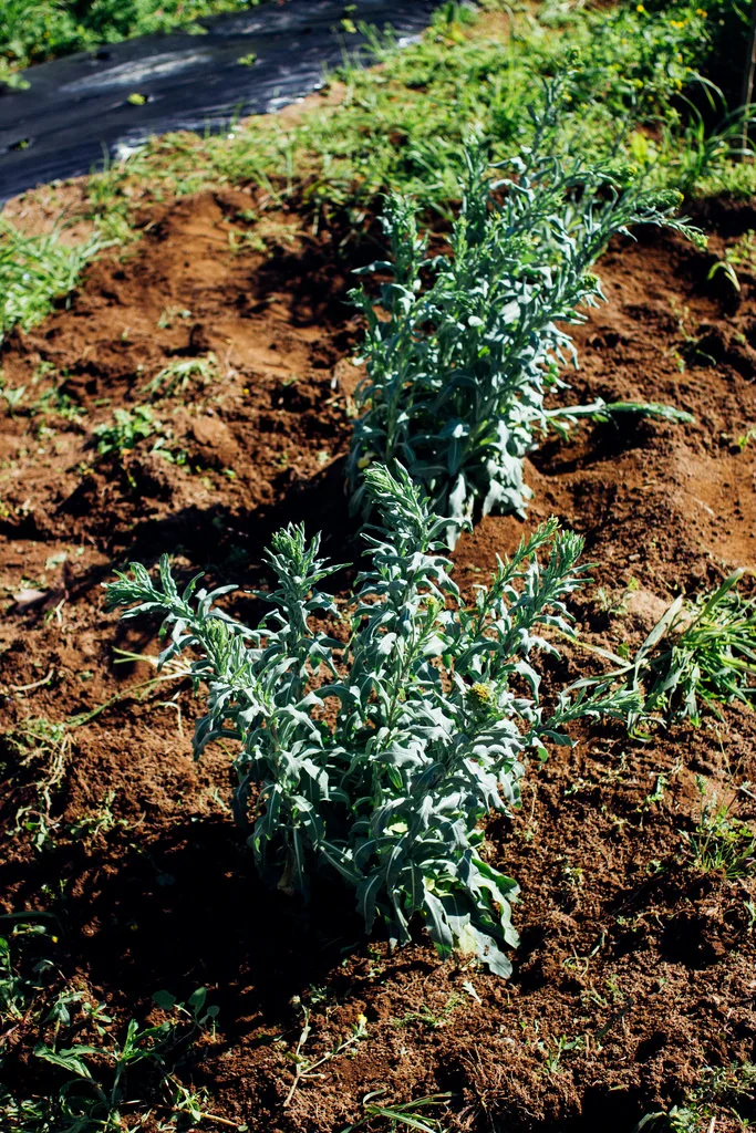 biohabitus-6.jpg