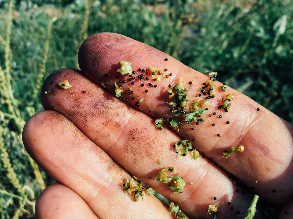 Sementes de lírio-dos-tintureiros acabadas de colher / Newly harvested weld seeds