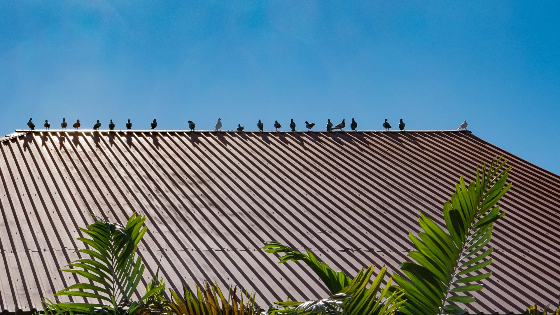 cabo-san-lucas-birds-rooftop.jpg