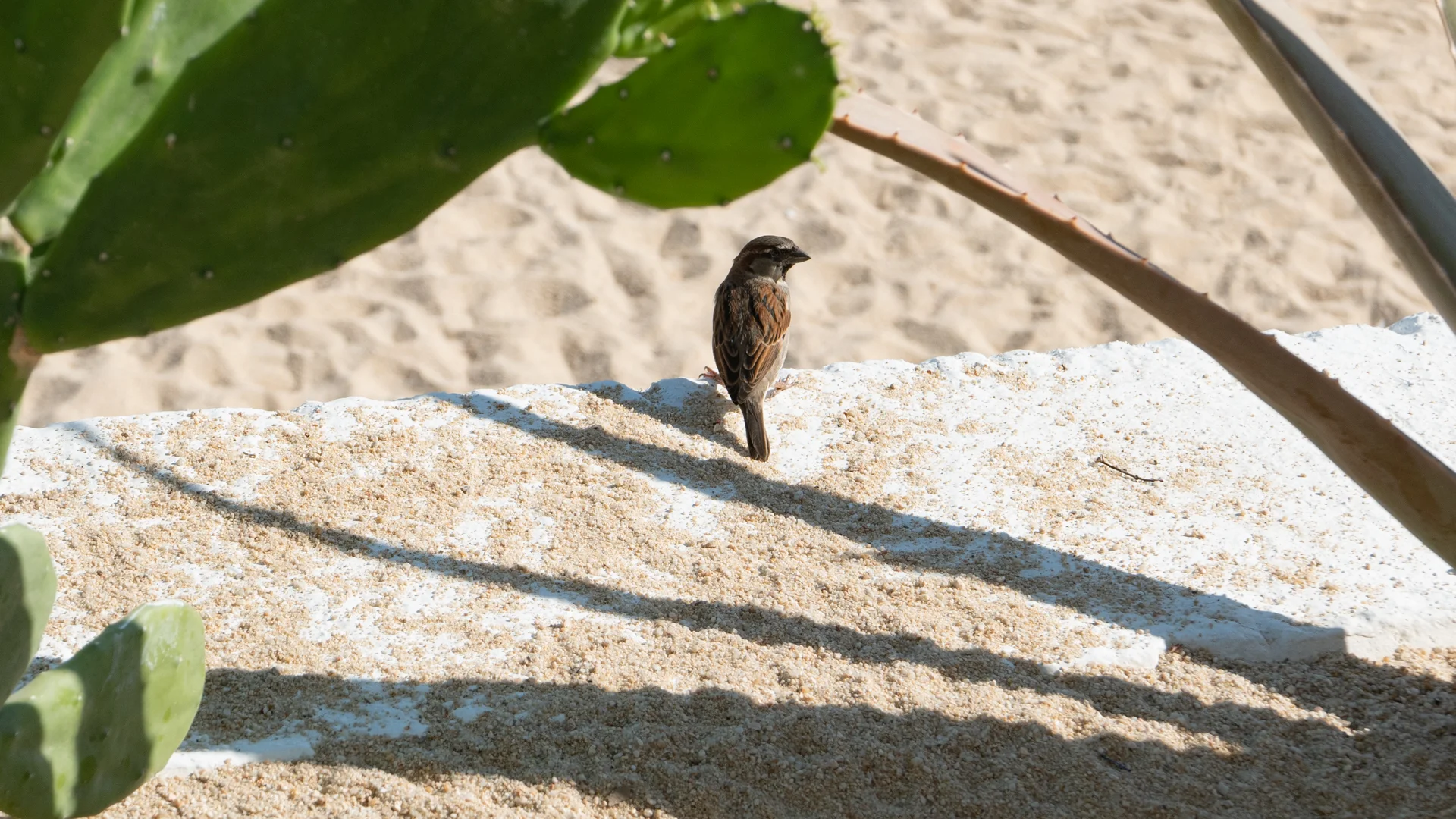 cabo-san-lucas-bird-beach.jpg