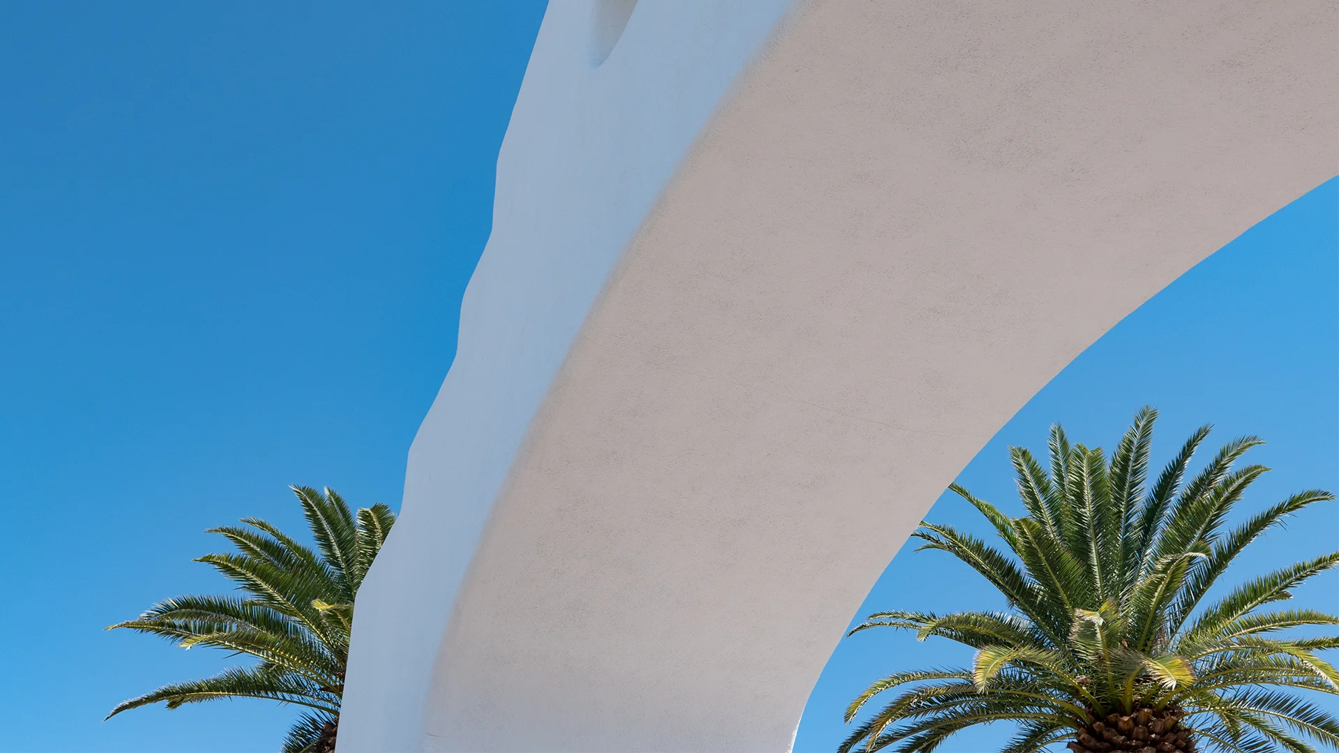 cabo-san-lucas-palm-trees.jpg