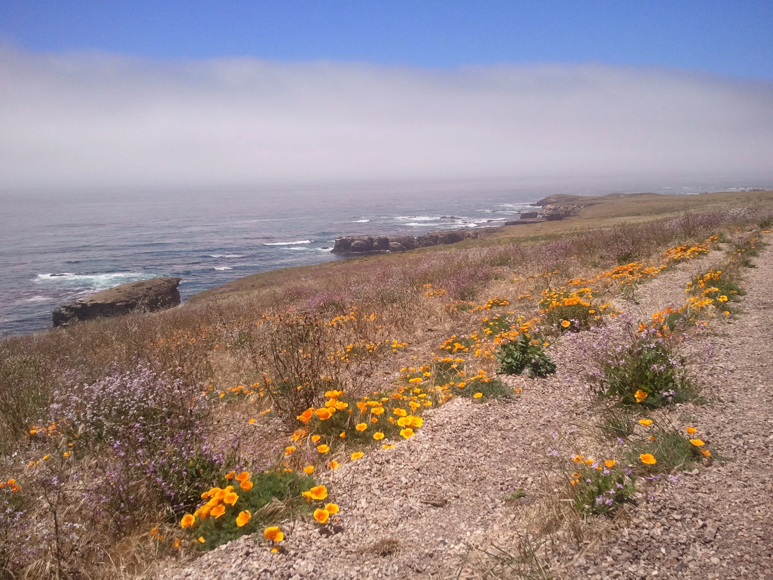 Buchon Trail - Montana De Oro State Park