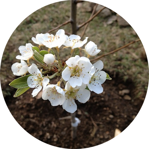 The Bartlett pear in bloom! Don't get close - the flowers actually stink like poop.