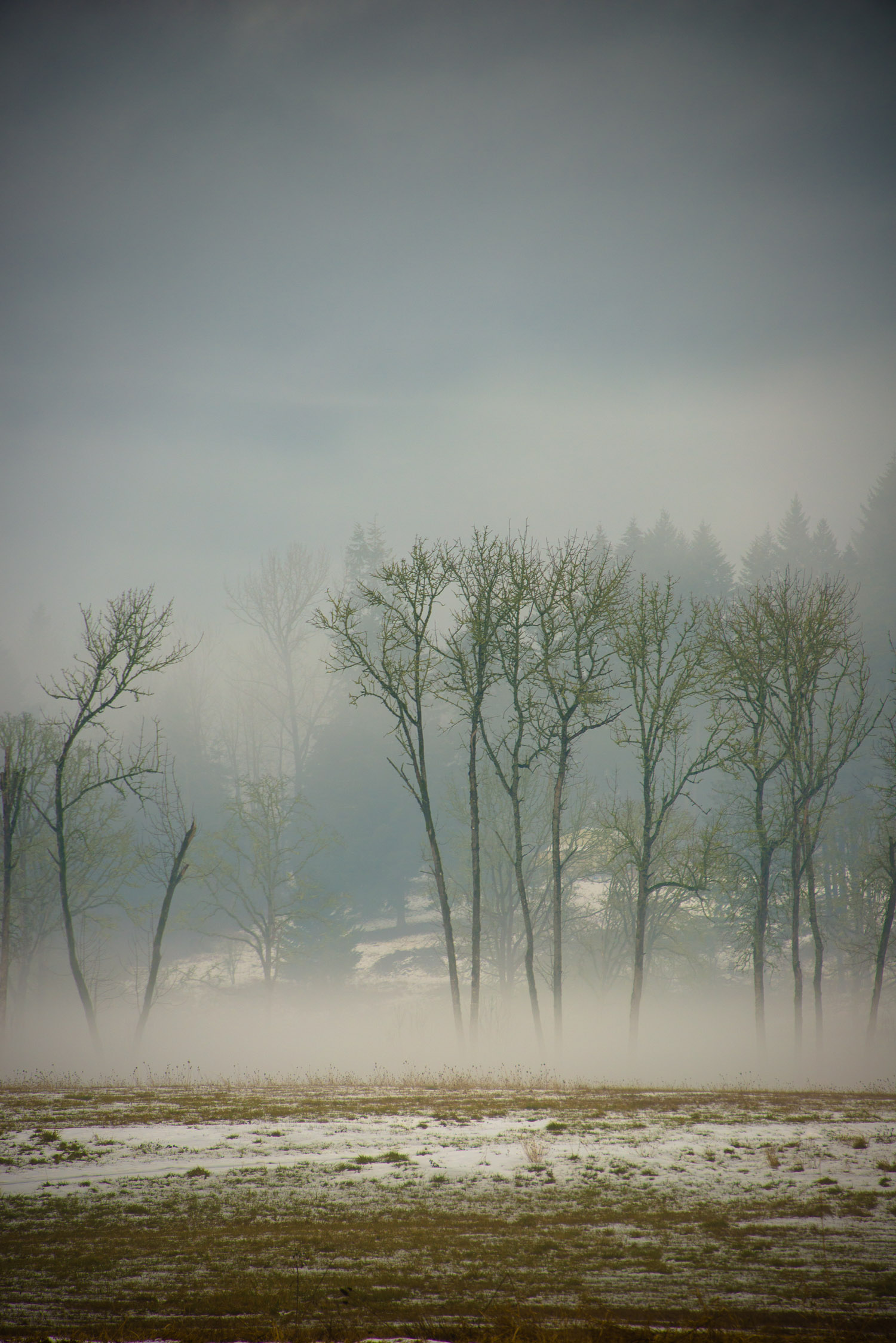 Shadow_Quality_Trees_02-10-14_0011698.jpg