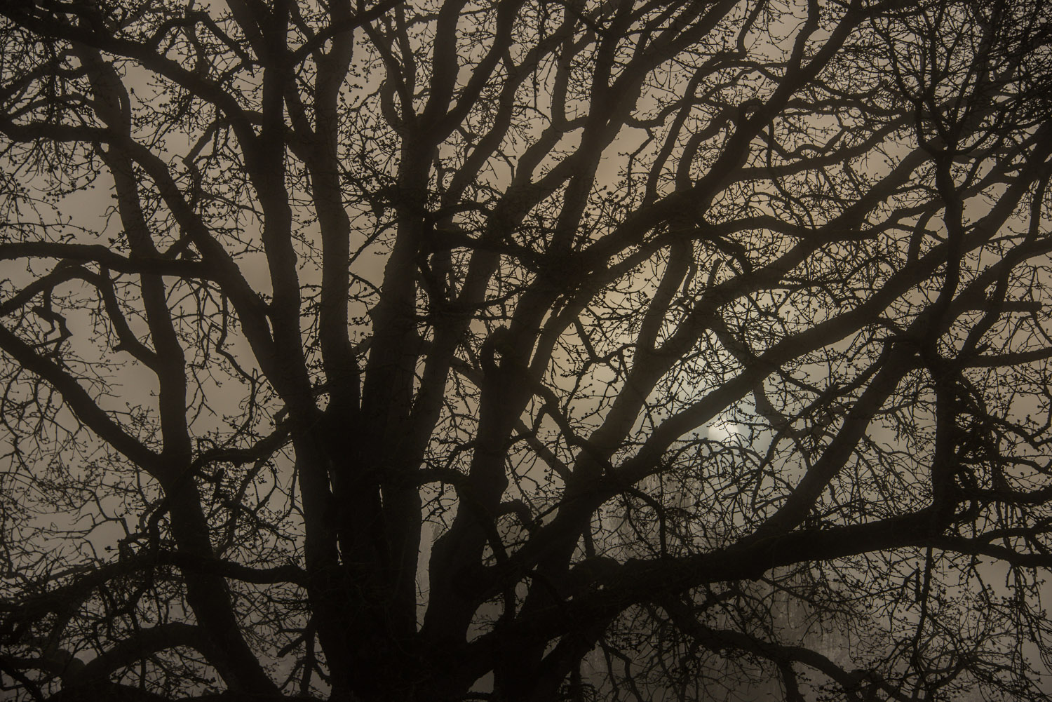 Shadow_Quality_Trees_04-15-13_0007812.jpg