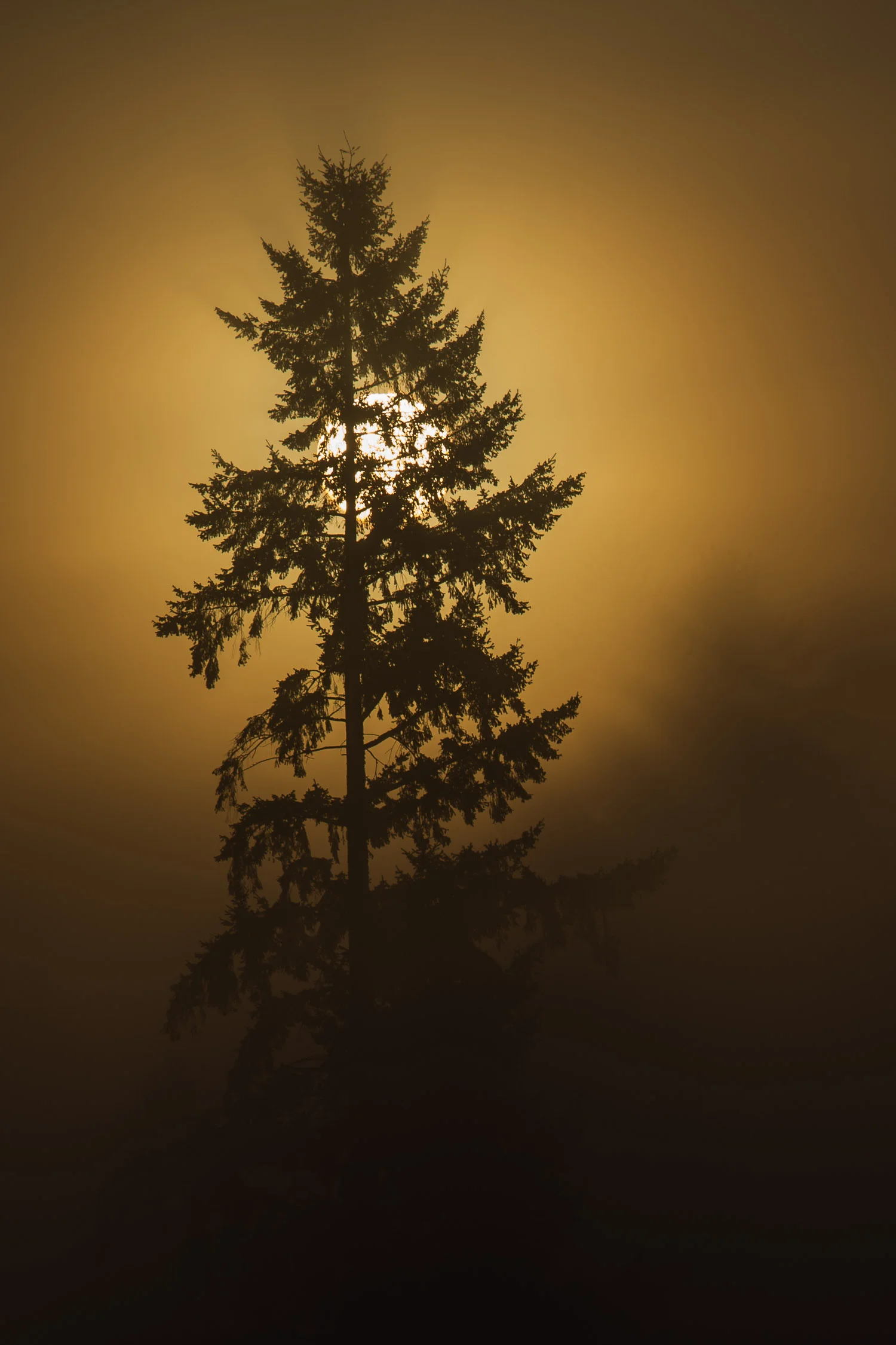 Shadow_Quality_Trees_04-22-13_0008464.jpg