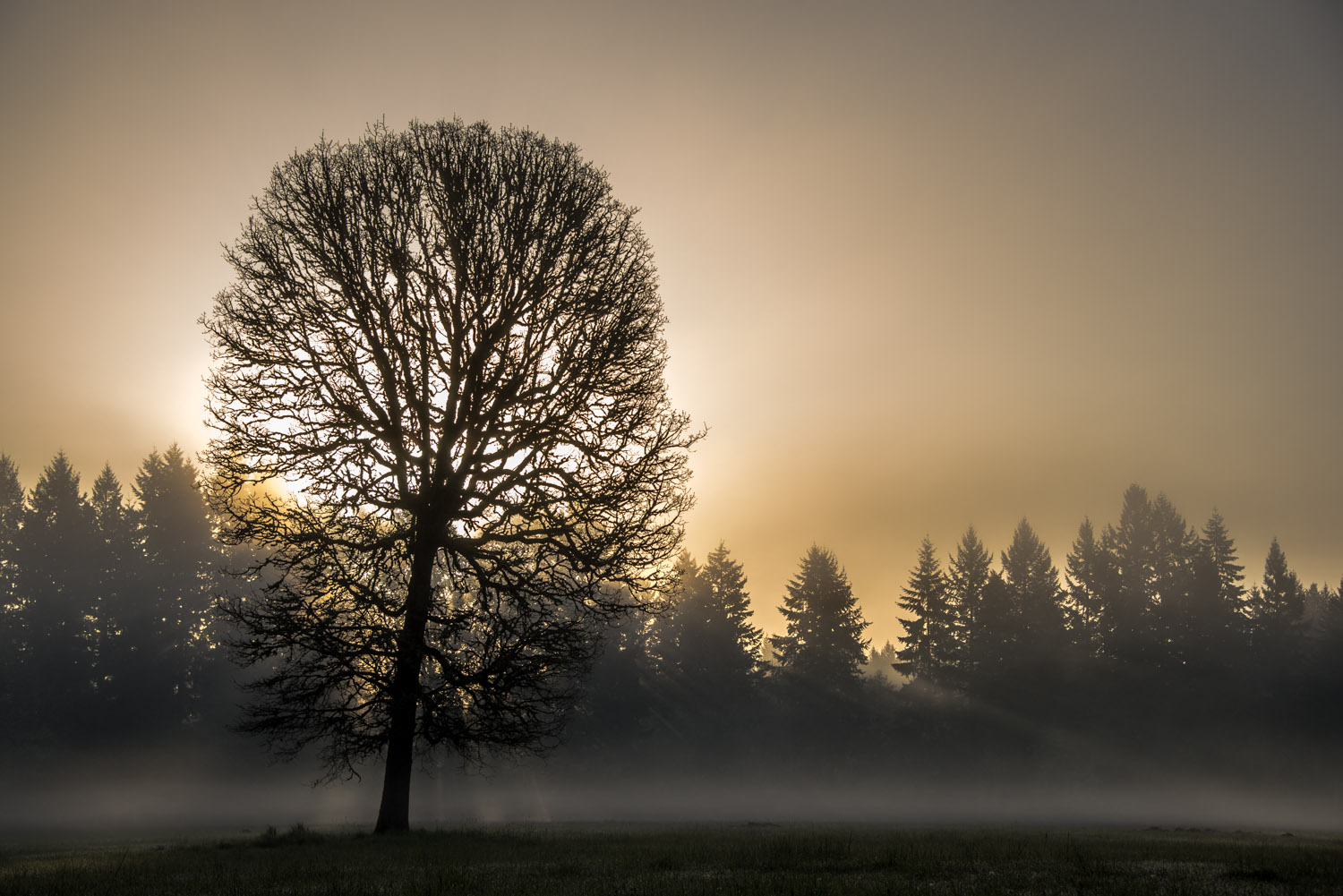 Shadow_Quality_Trees_04-22-13_0008492.jpg