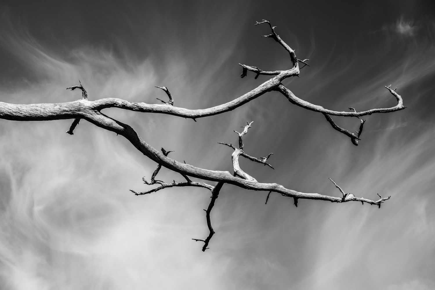 Shadow_Quality_Trees_10-05-13_0005638.jpg