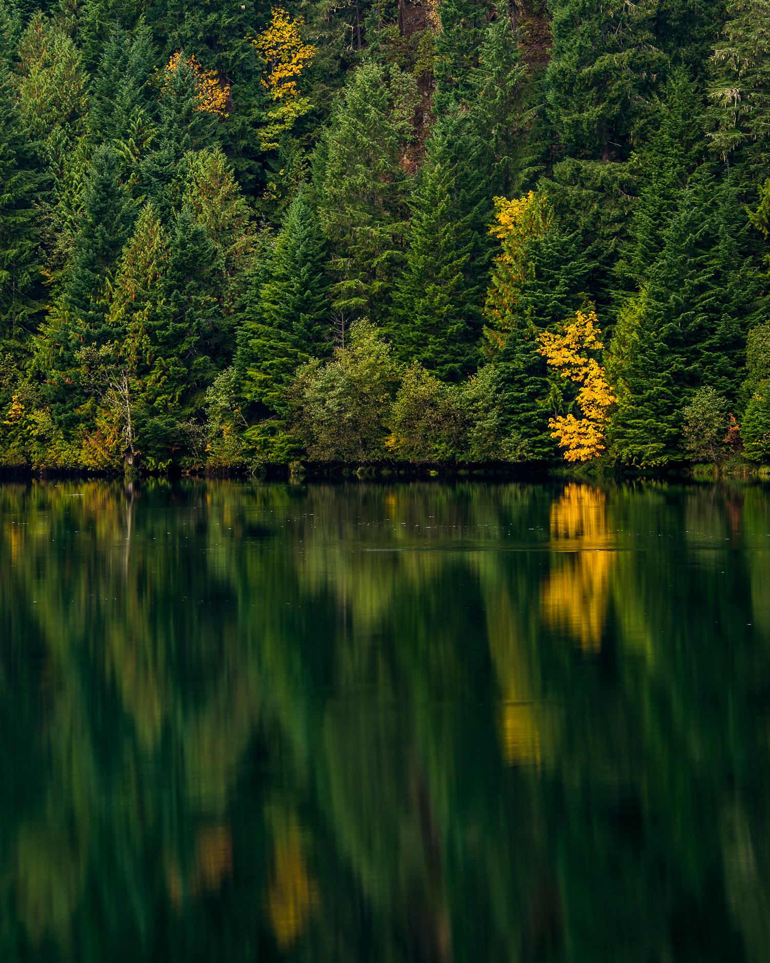 Shadow_Quality_Trees_10-07-13_0006607.jpg