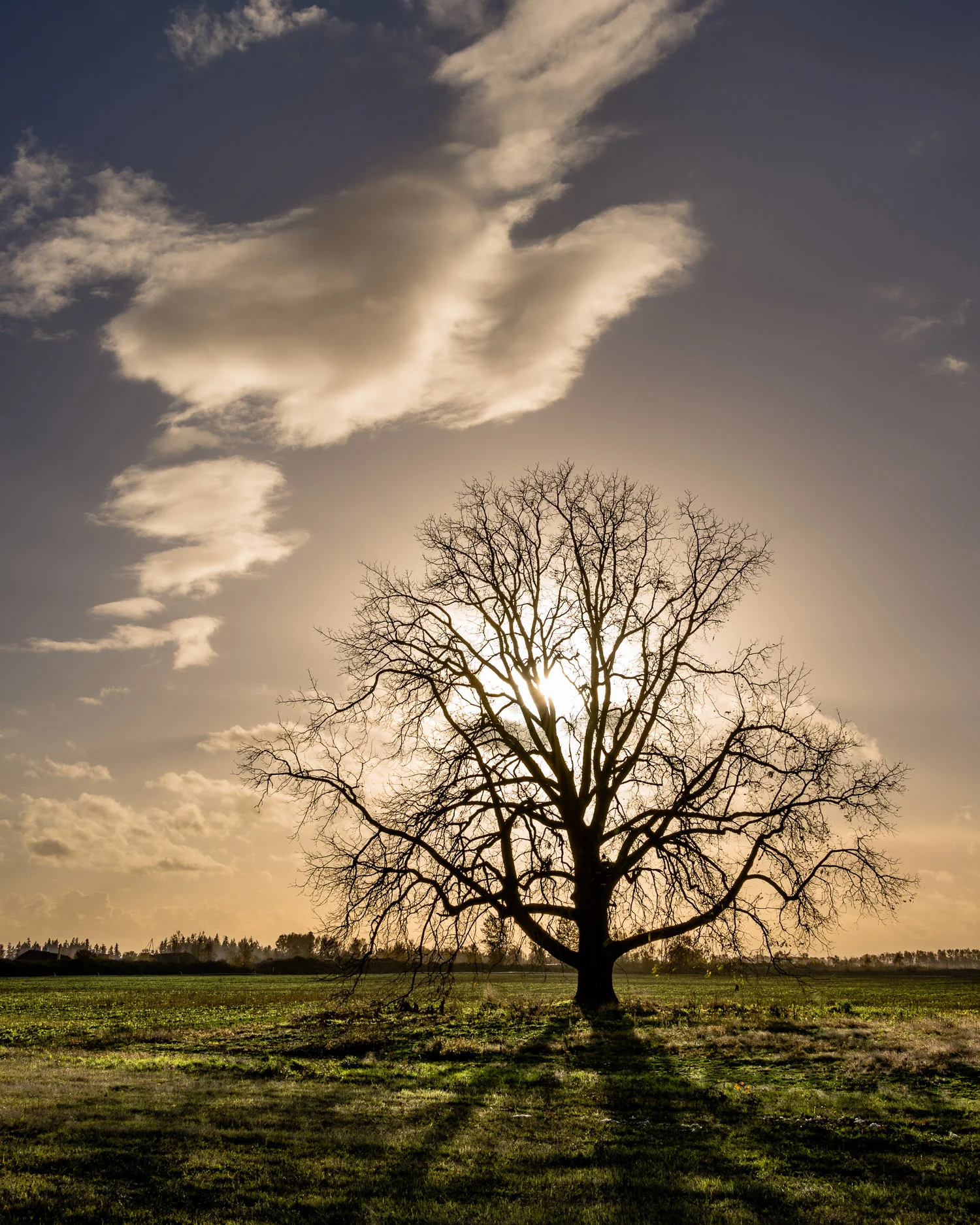 Shadow_Quality_Trees_11-02-13_0008426.jpg