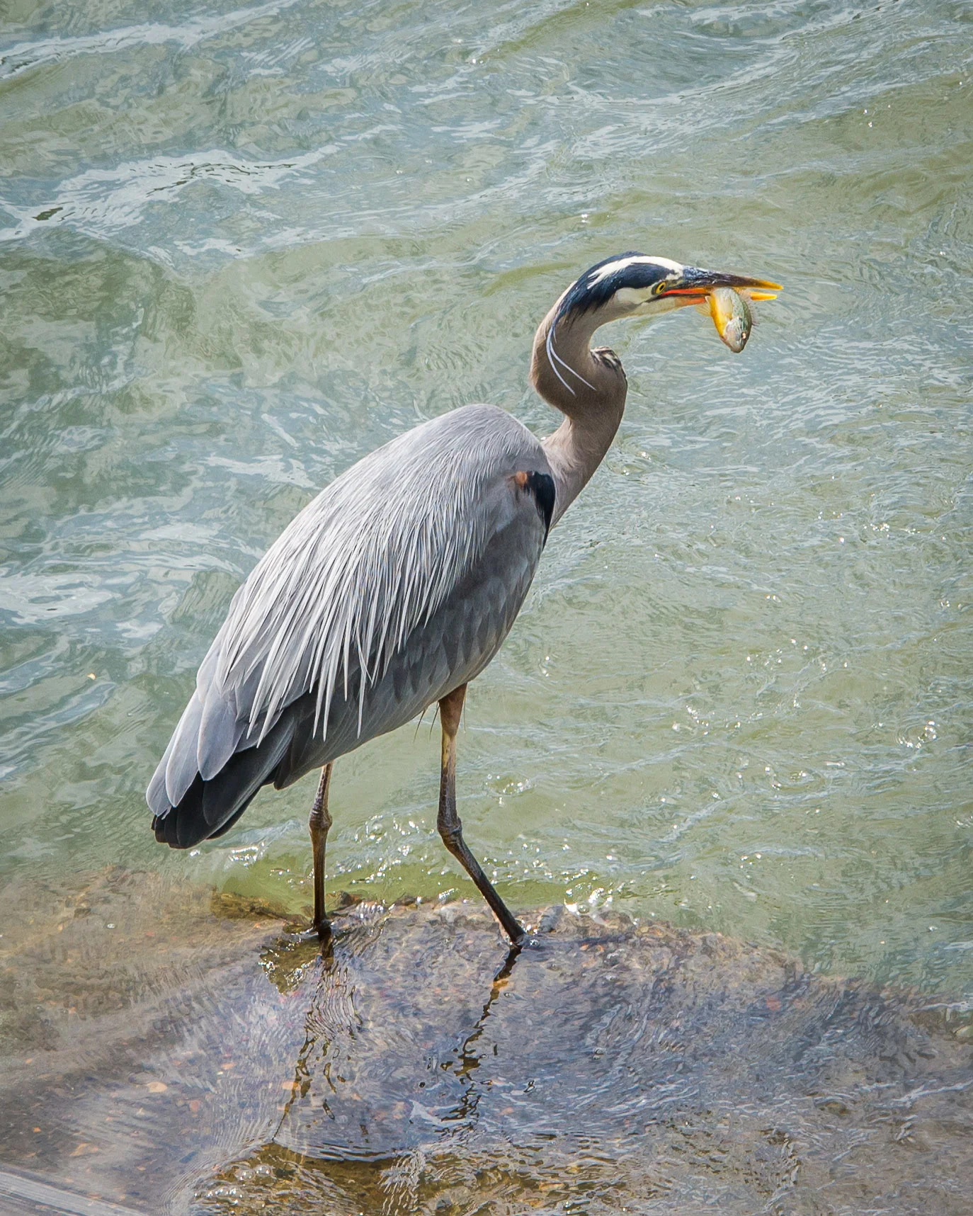 Shadow_Quality_Animals_05-29-13_0001164.jpg