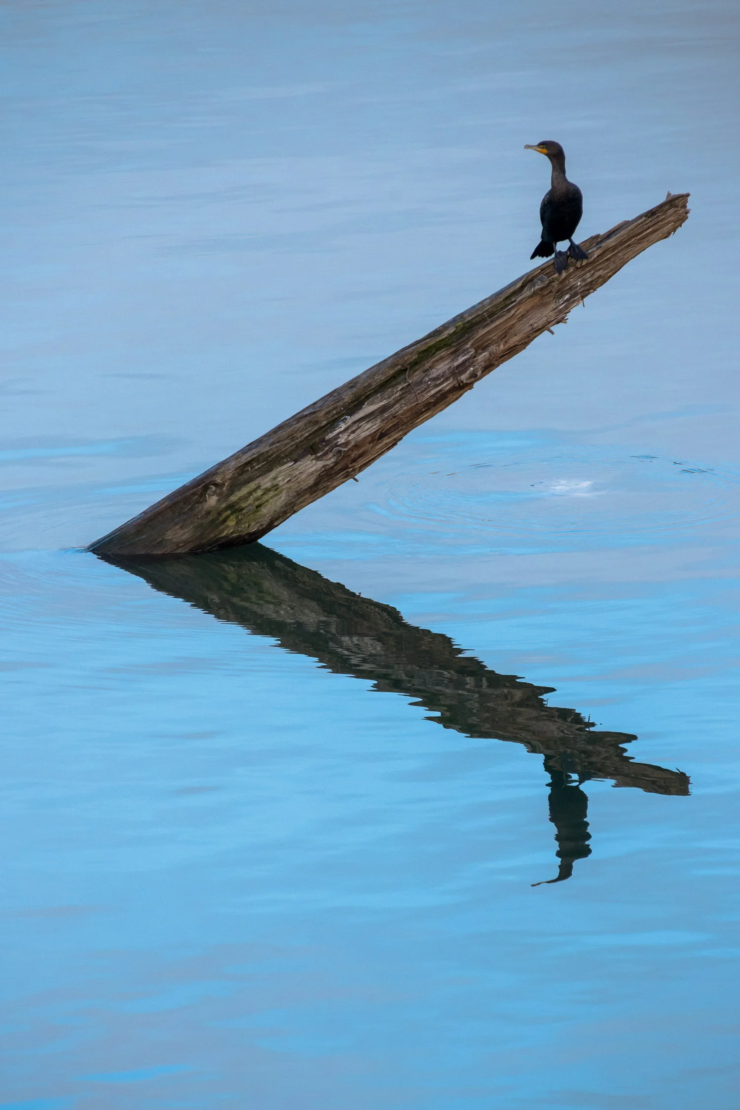 Shadow_Quality_Animals_03-09-13_DSC6634.jpg