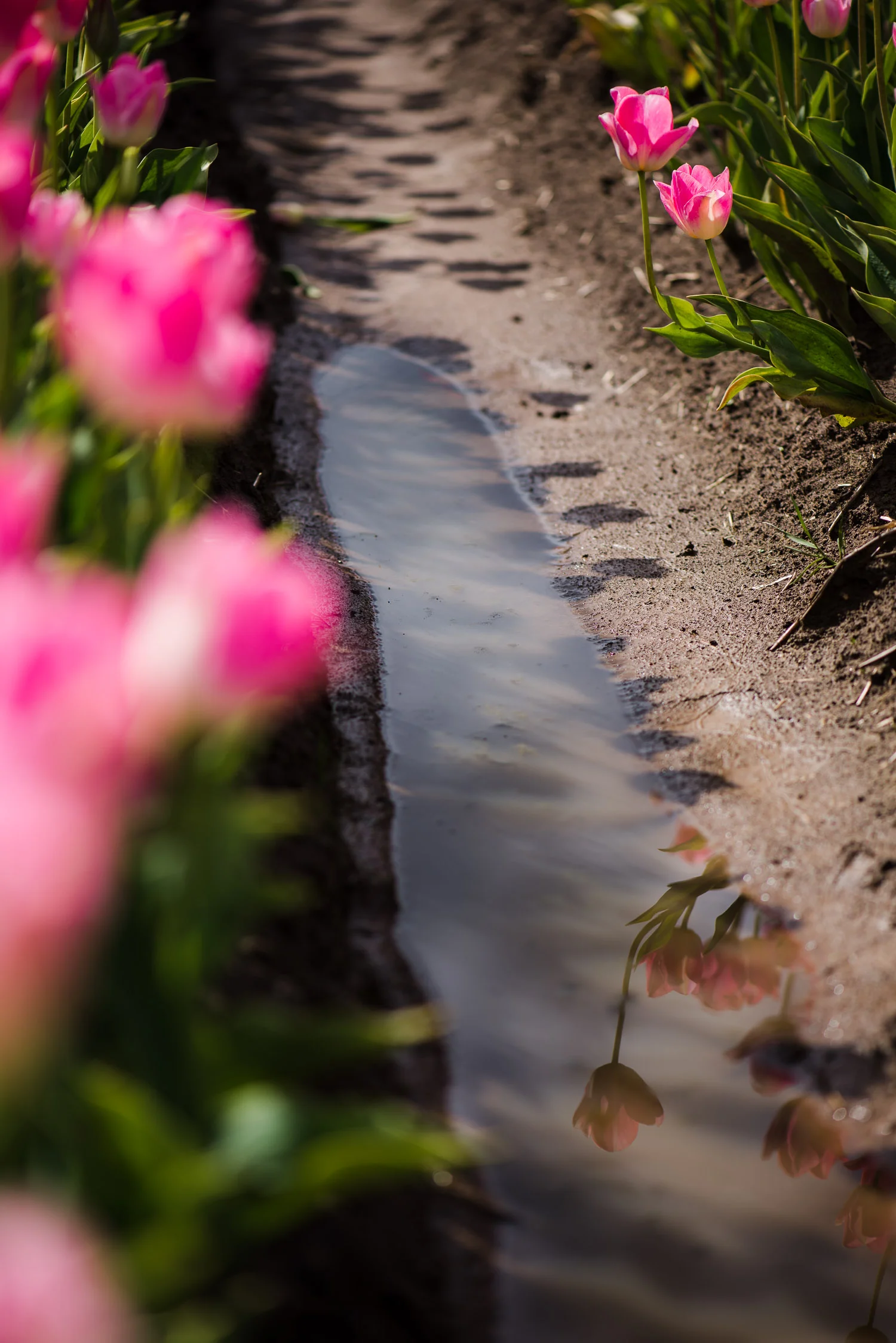 Shadow_Quality_Flowers_04-04-14_0013203.jpg