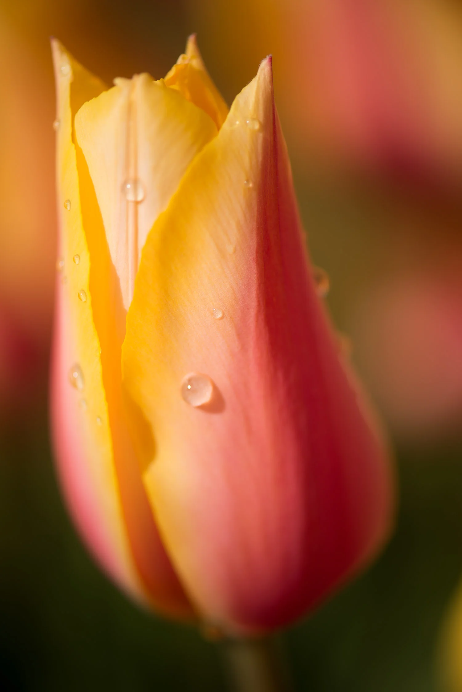 Shadow_Quality_Flowers_04-15-13_0008181.jpg