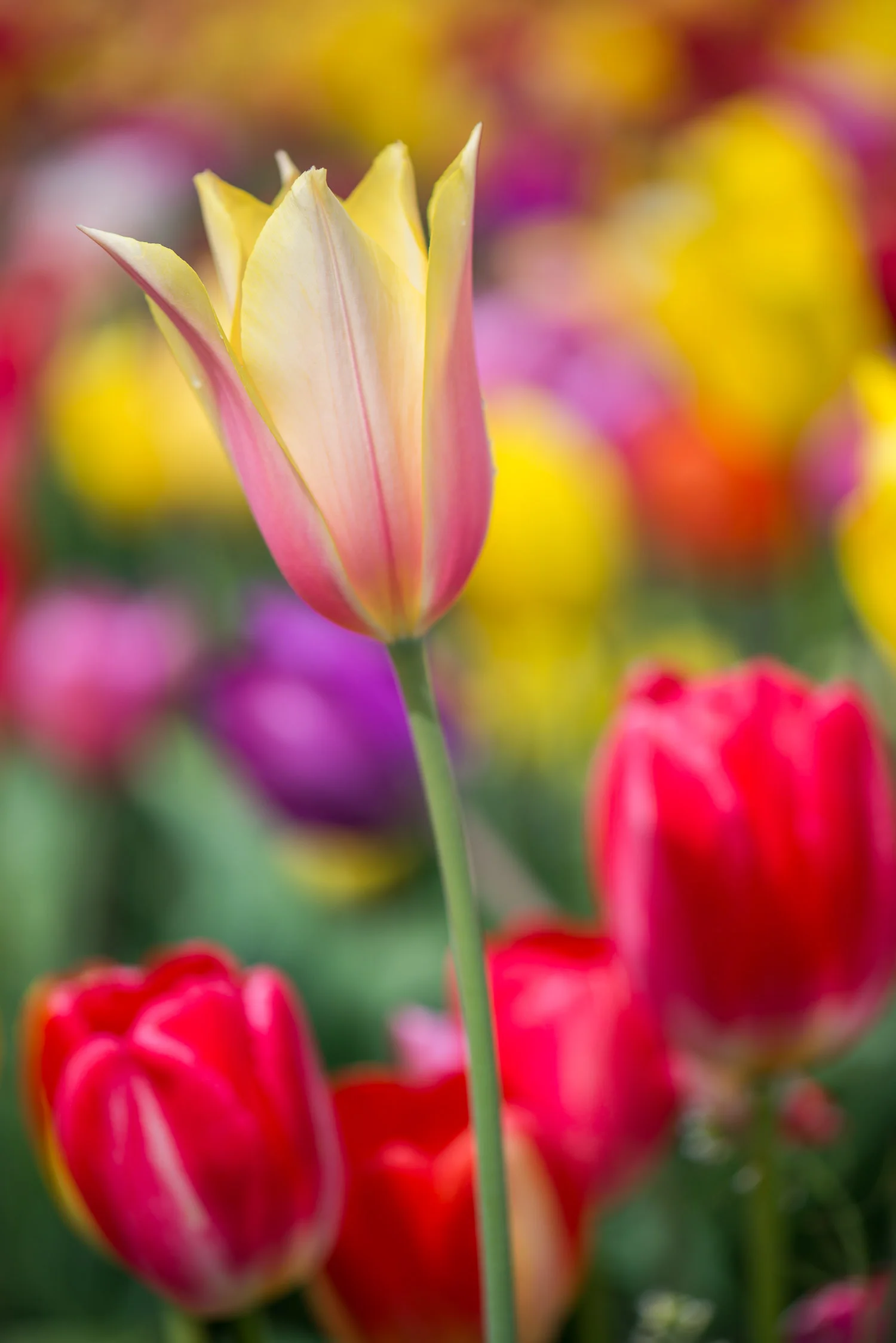 Shadow_Quality_Flowers_04-15-13_0008338.jpg